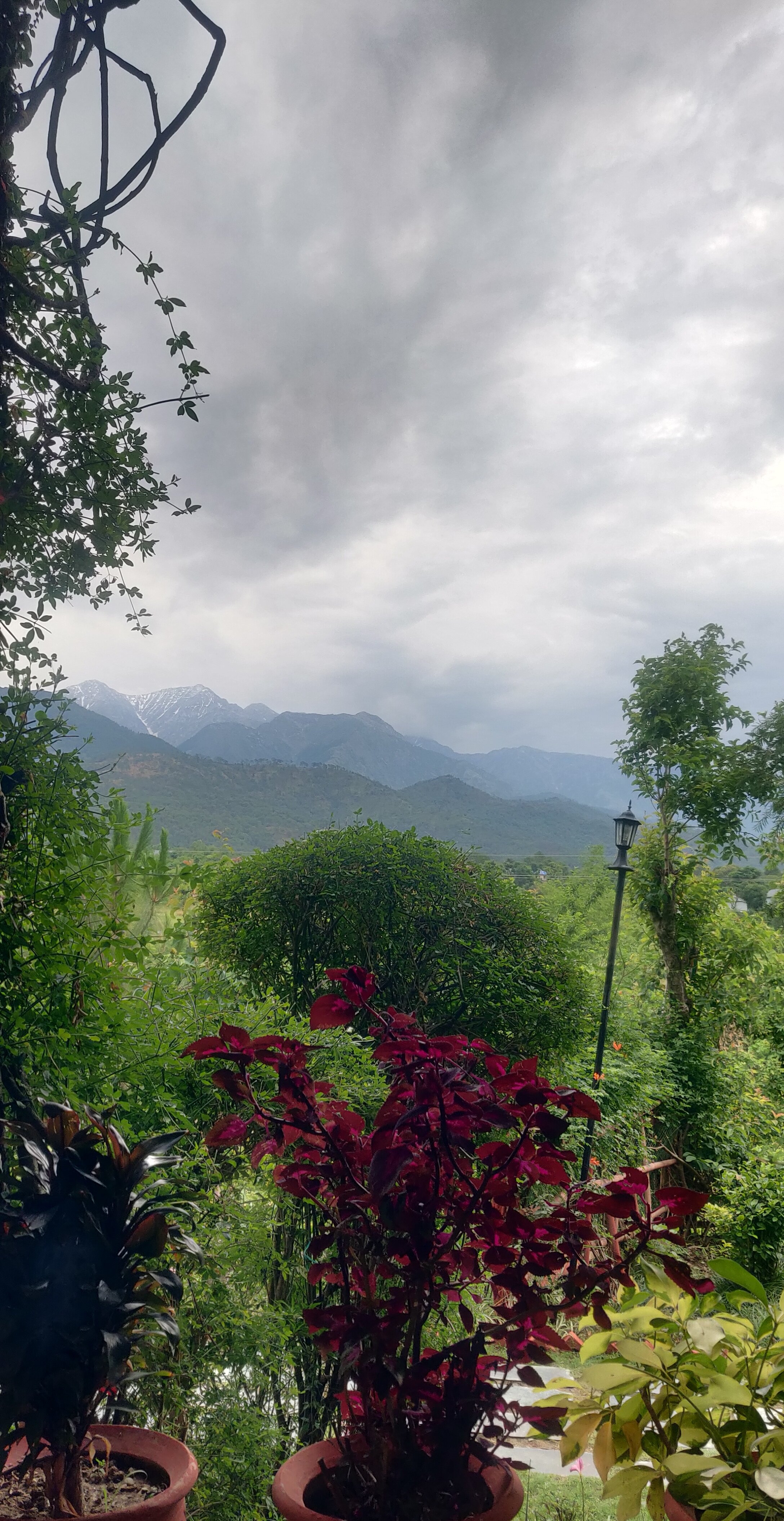 Seclude Palampur-官方