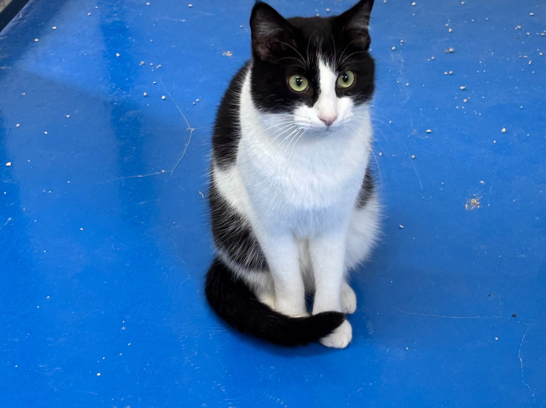 Triple A Marbella Animal Shelter景点图片