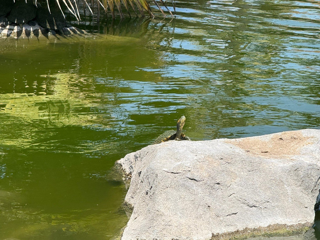 El Tigre Golf at Paradise Village-新瓦雅塔必去景点