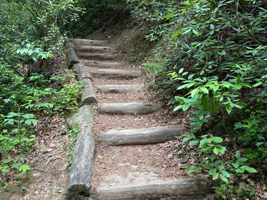 Wildcat Wayside Mountain Bridge Wilderness Area景点图片