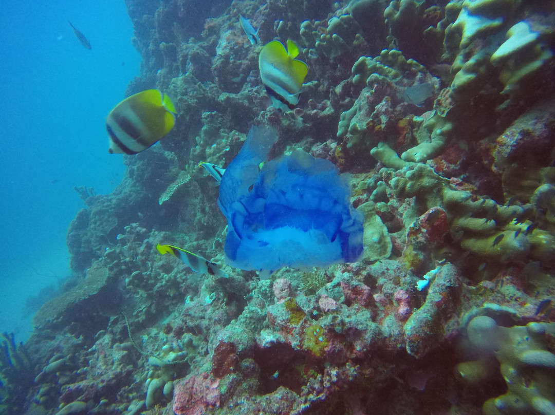 Whitetip Marine Adventures - Fiji-丹娜努岛必去景点