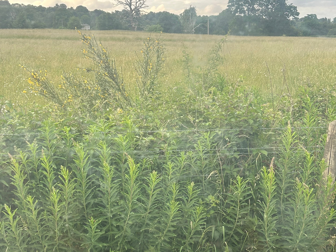 Honeysuckle Homestead主图