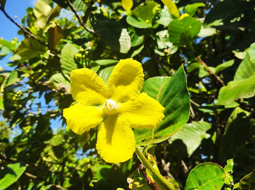 Piasau Nature Reserve-美里必去景点