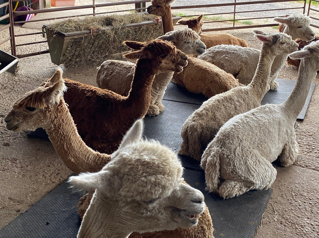 Alpaca Walking - With Spring Farm Alpacas景点图片