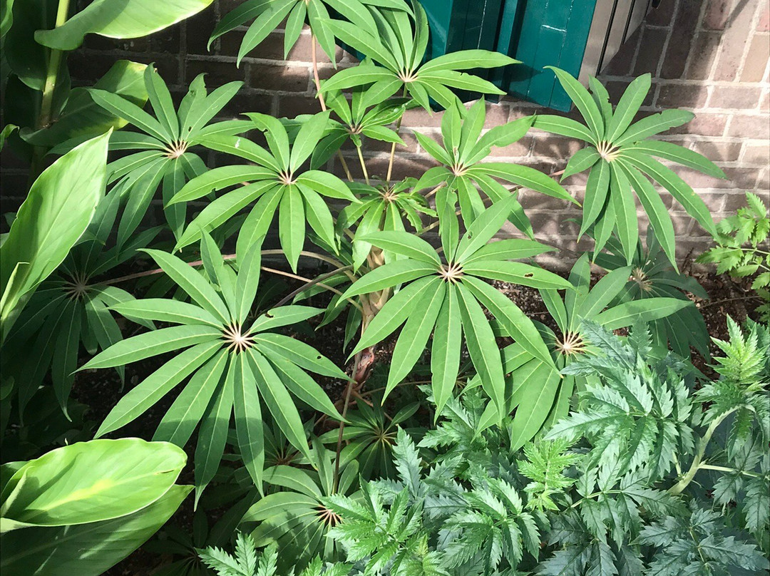 Utrecht University Botanic Gardens-乌特勒支必去景点