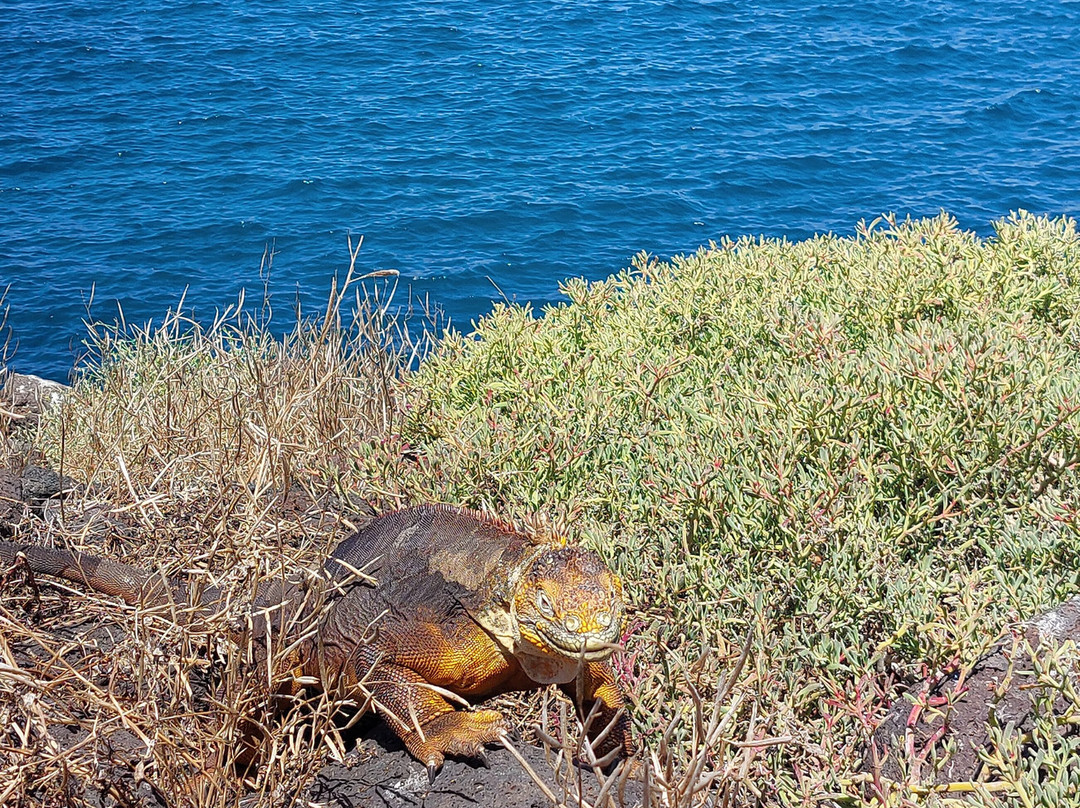 Galapagos by Local Guides-圣克鲁斯必去景点