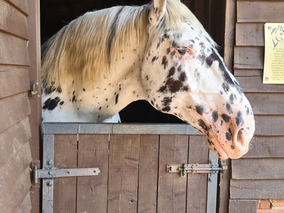 Dorset Heavy Horse Farm Park-Verwood必去景点