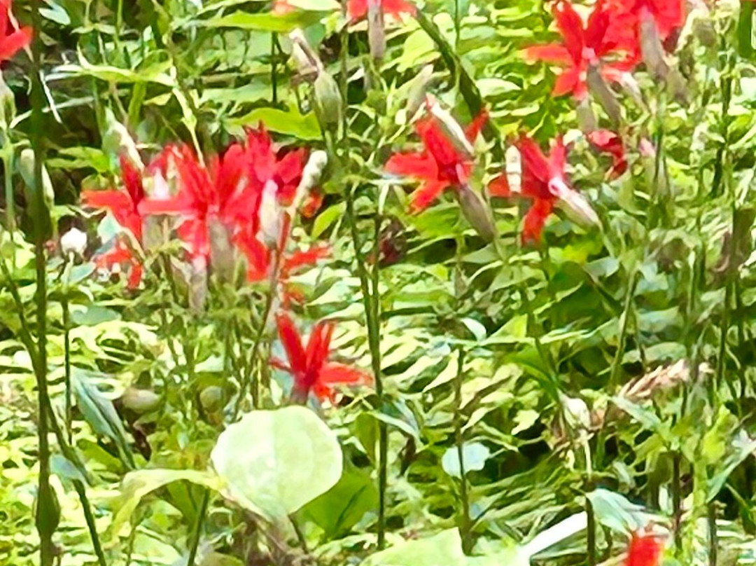 Cliffside Lake Recreation Area-海兰兹必去景点