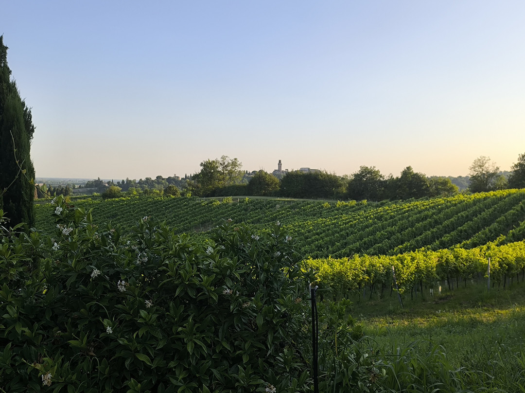 Le Papere in Collina