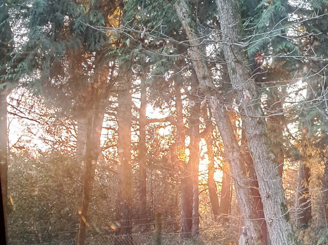 Dearden Wood