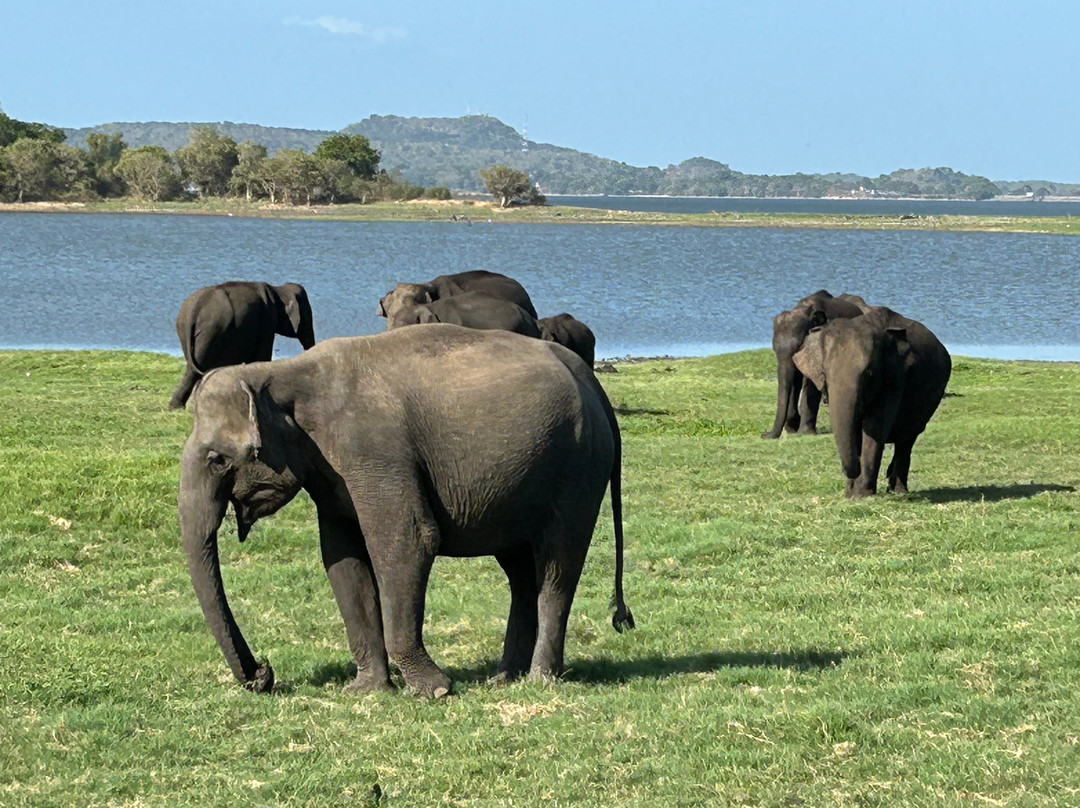 Minneriya Jeep Safari with Sandesh-哈巴拉娜必去景点