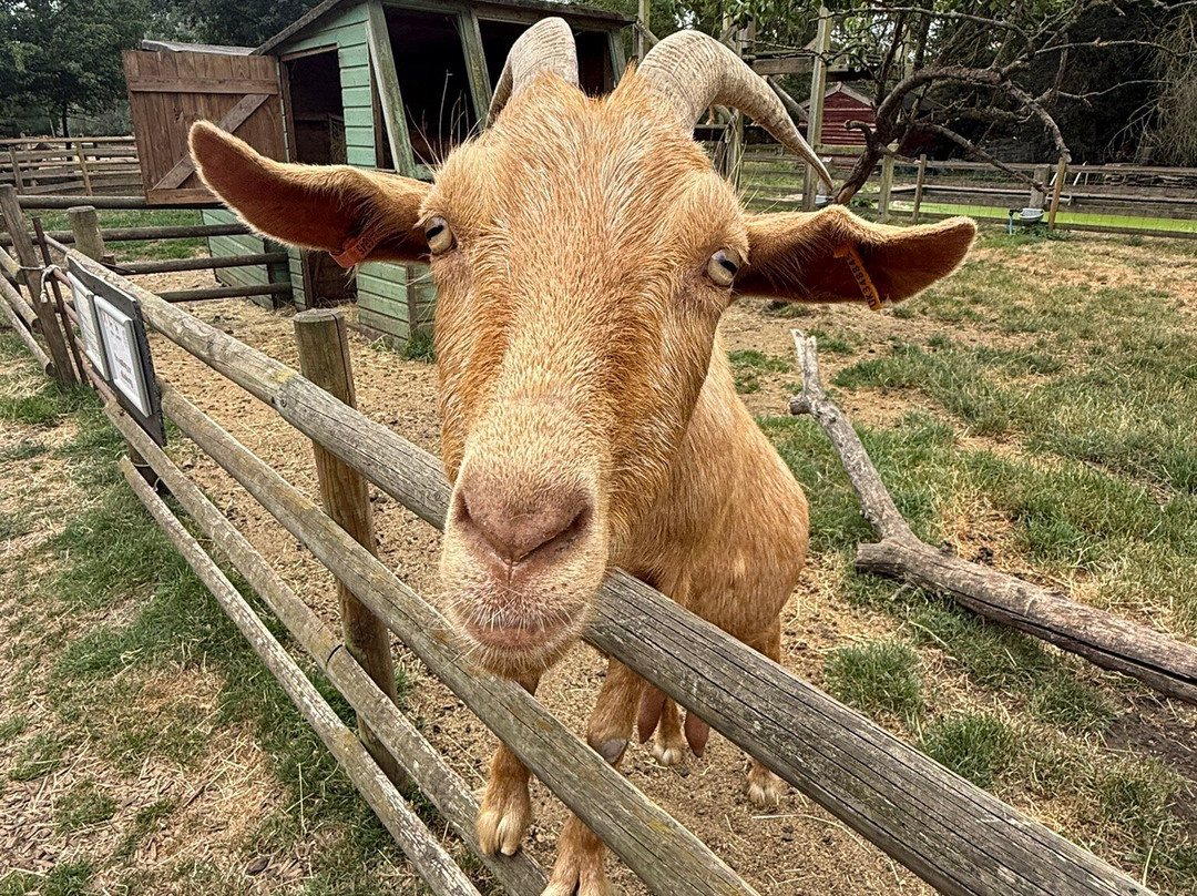 Baylham House Rare Breeds Farm-伊普斯威奇必去景点