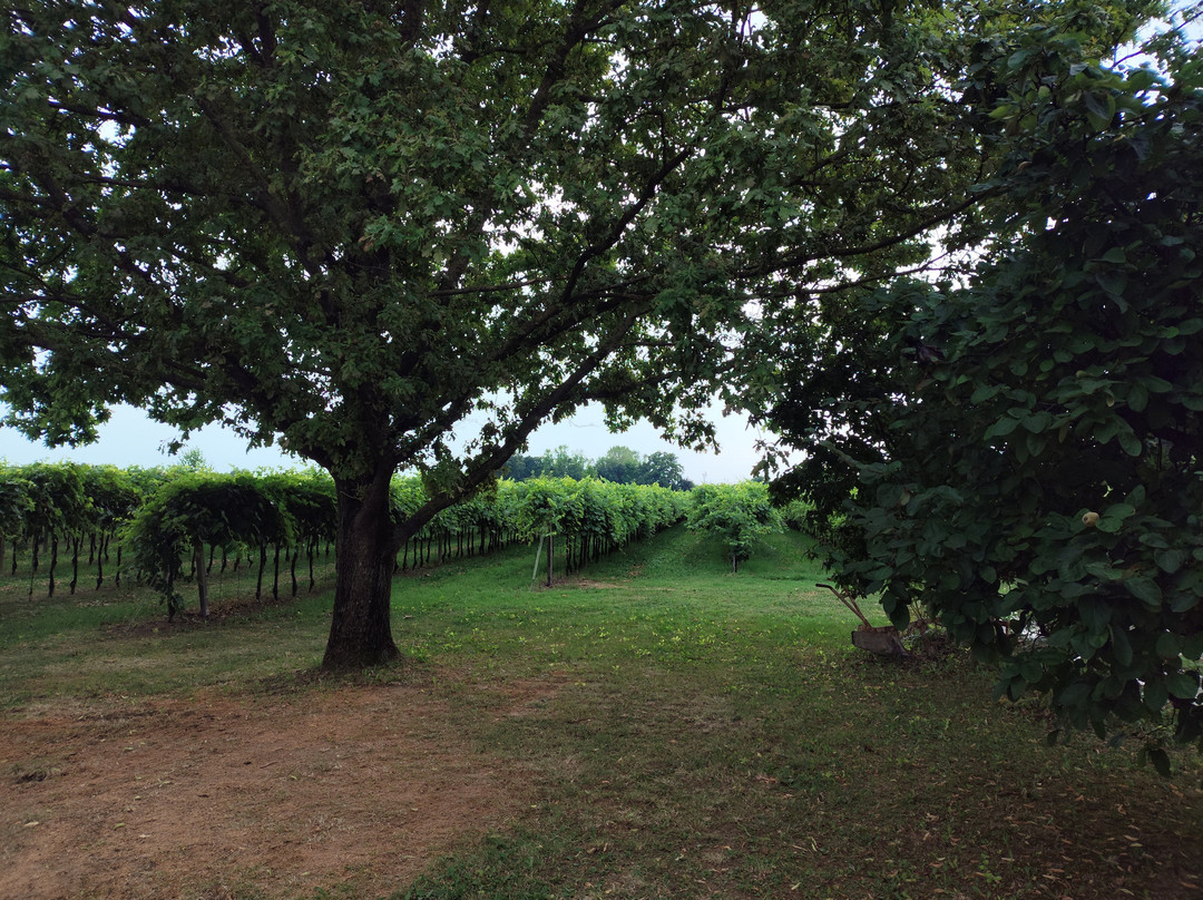 Azienda Agricola Bardi-Roncade必去景点