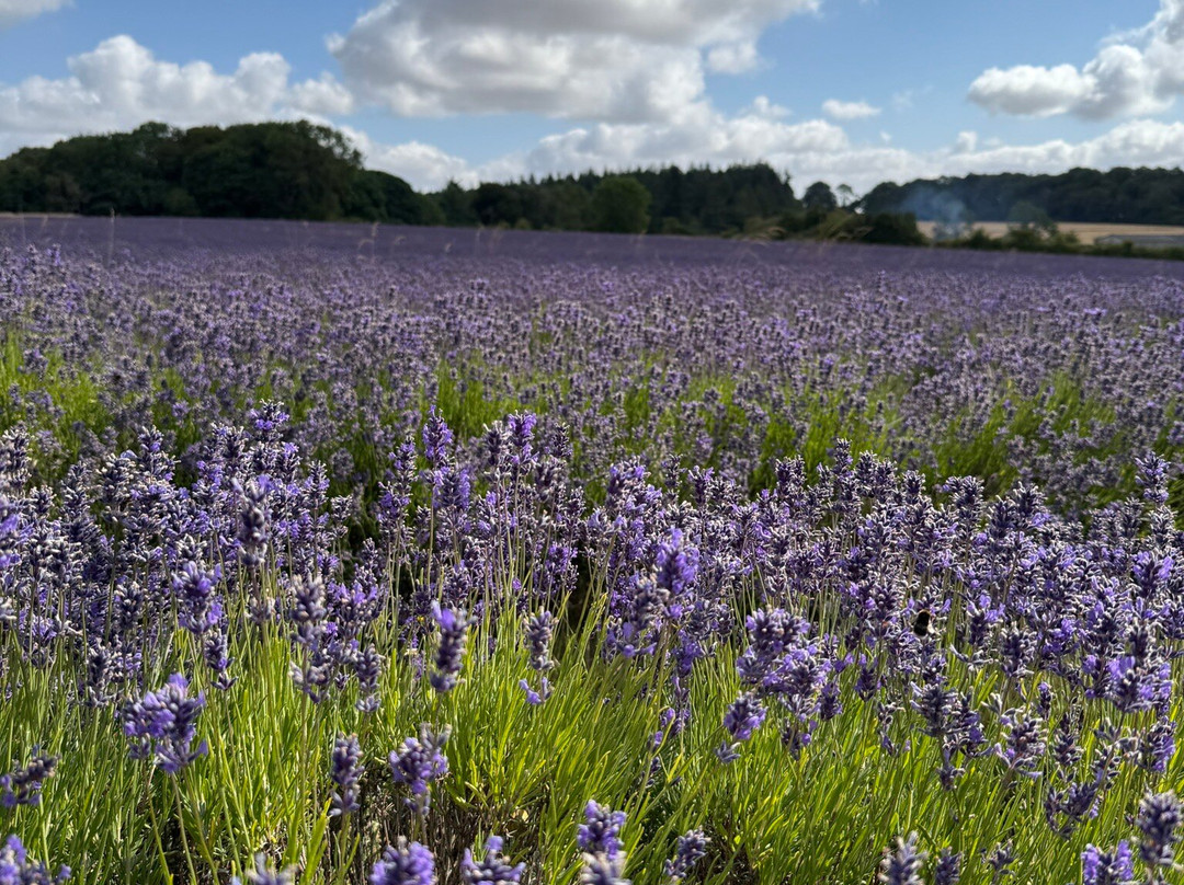 科茨沃尔德薰衣草-百老汇必去景点