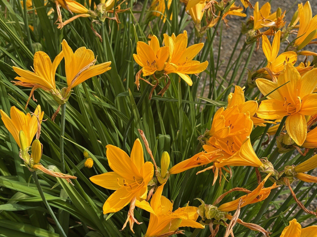 Georgeson Botanical Garden-费尔班克斯必去景点