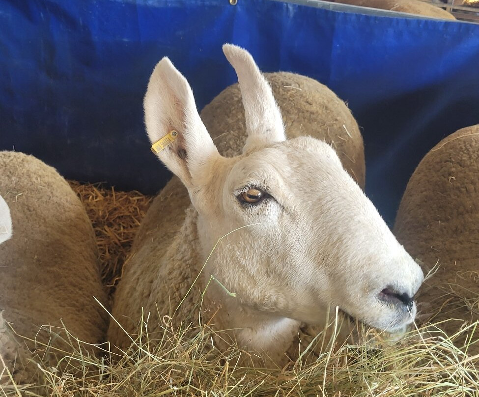 Great Yorkshire Show-哈罗盖特必去景点