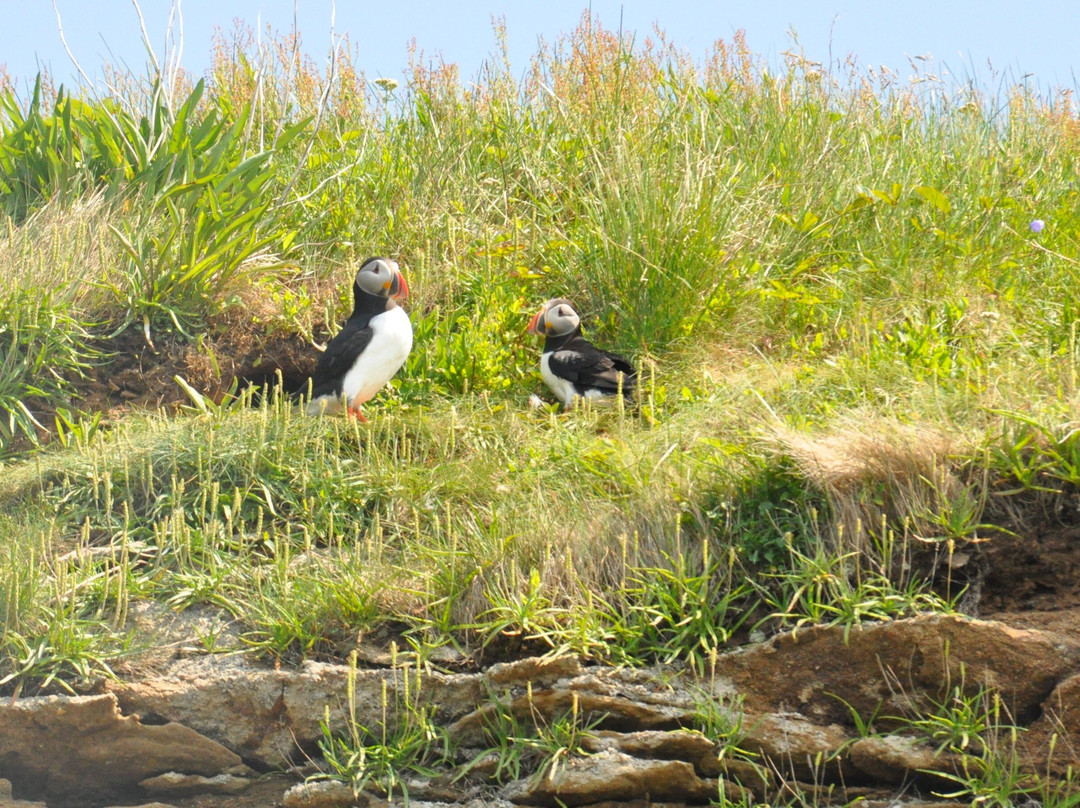 Donelda's Puffin Boat Tours-Englishtown必去景点