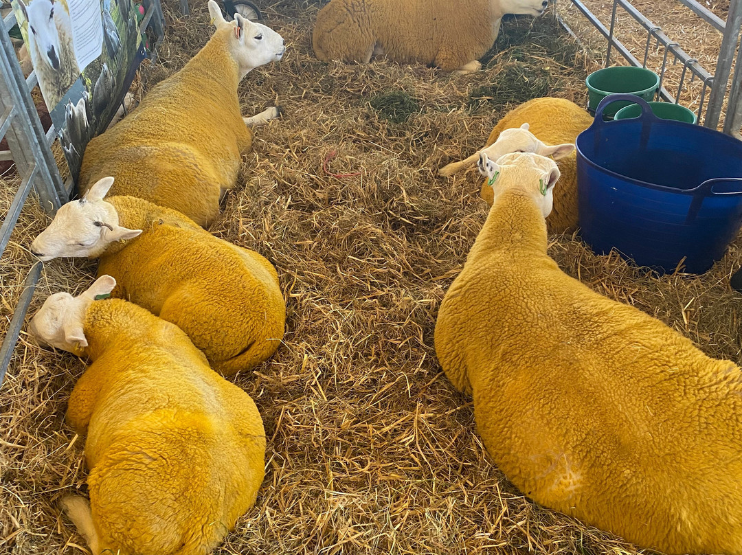 Great Yorkshire Show-哈罗盖特必去景点