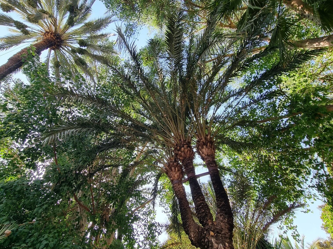 Museo Paleontologico de Elche-埃尔切必去景点