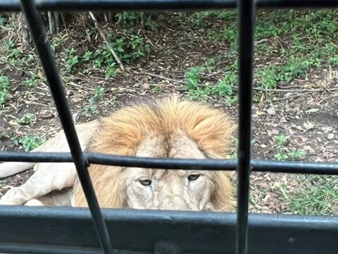 Bannerughatta Biological Park-班加罗尔必去景点