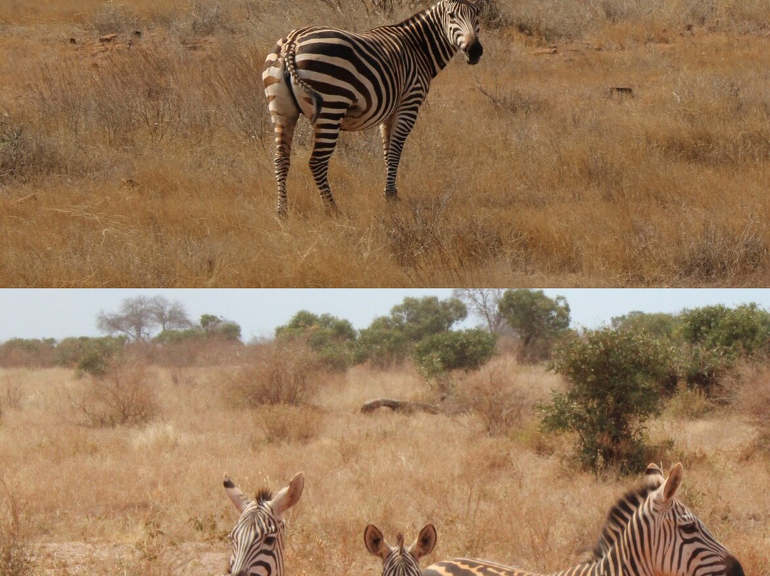 Scopri il Kenya con Nicholas-瓦塔木必去景点