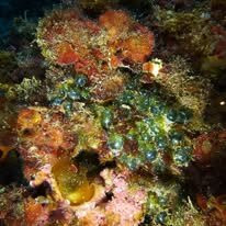 Agathonis Plongee-Agay必去景点