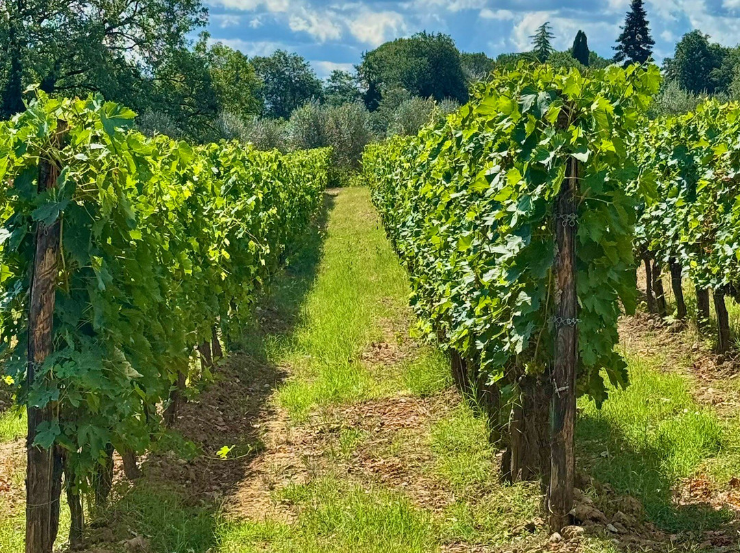 Colle Santa Mustiola-丘西必去景点