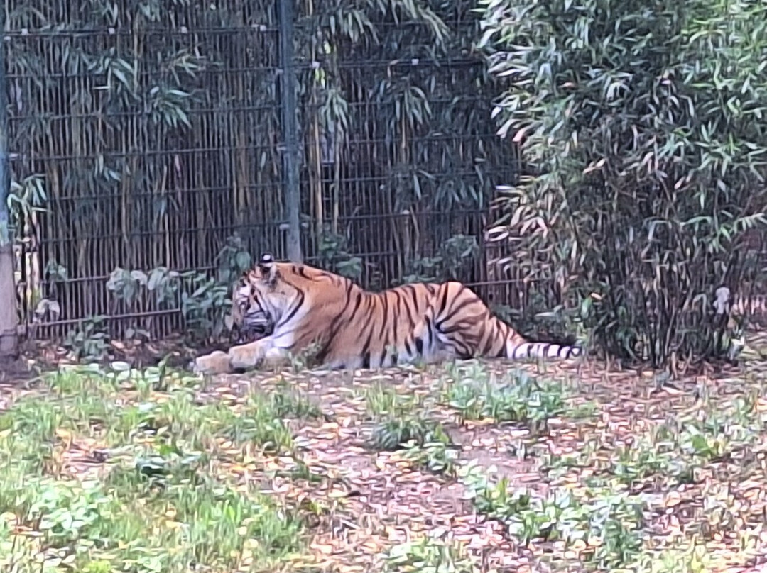 Zooparc Overloon-Overloon必去景点