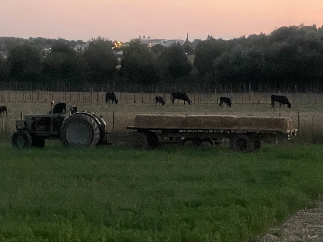 Manade Vitou de Fontmarie-Castries必去景点