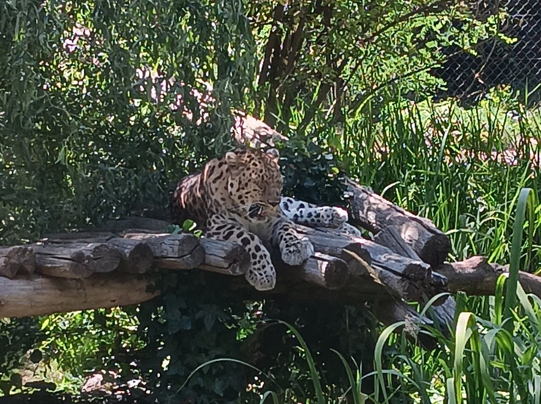 Zoo des Sables-莱萨布勒多洛讷必去景点