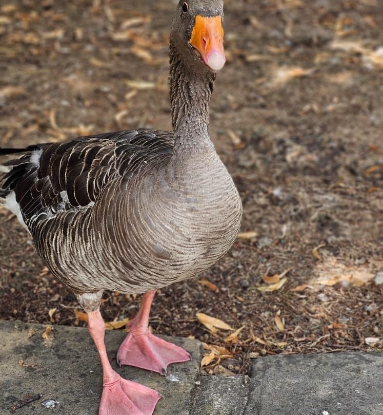 Hall Place & Gardens-Bexley必去景点