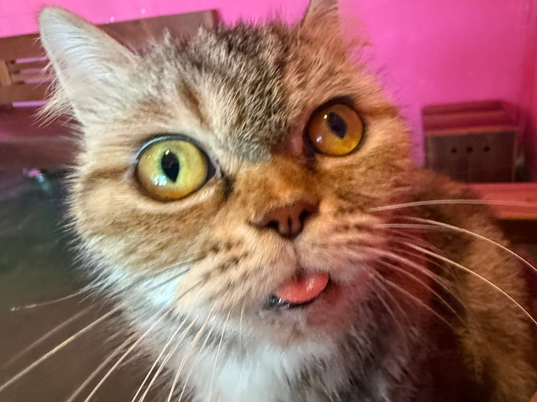 Cat Island Lembongan-蓝梦岛必去景点