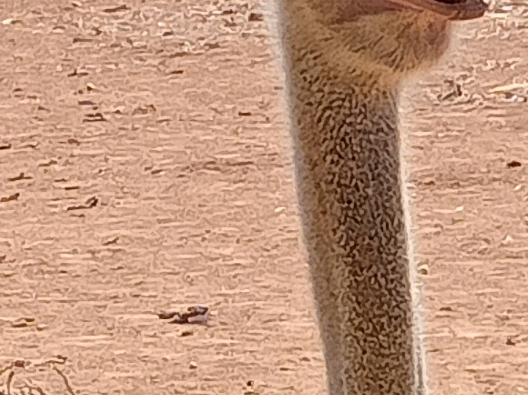 Artestruz Mallorca-Campos必去景点