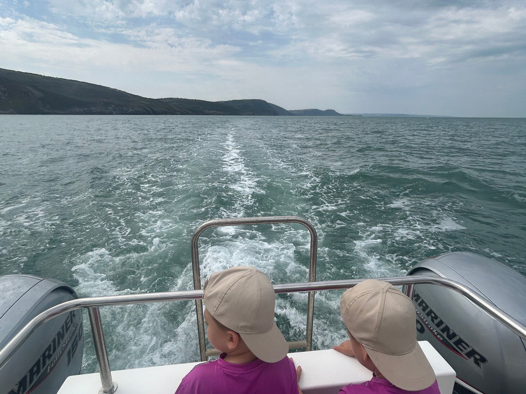 Dolphin Survey Boat Trips-纽基必去景点