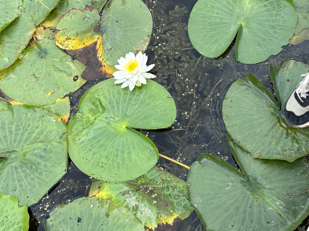 Wild Side Kayak Tours-Thief River Falls必去景点