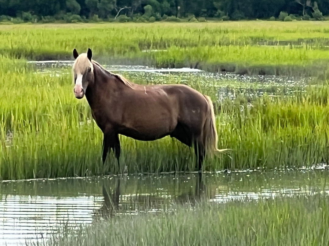 Saltwater Pony Tours-钦科蒂格岛必去景点