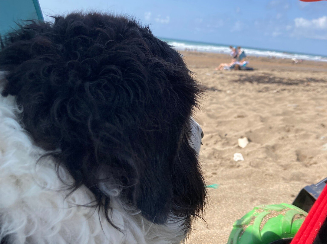 Black Rock Beach-Widemouth Bay必去景点
