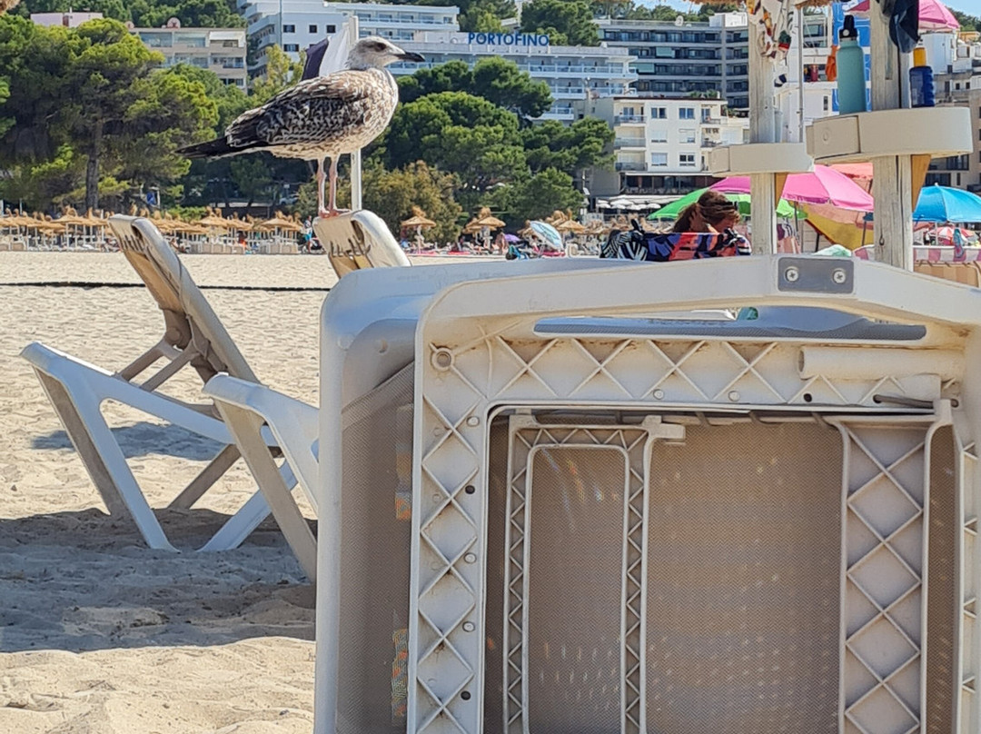 Playa Santa Ponça-圣庞沙必去景点