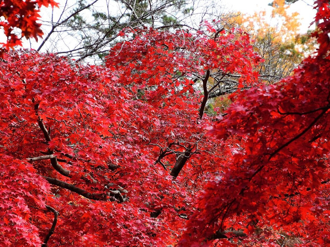 Yahiko Park-弥彦村必去景点