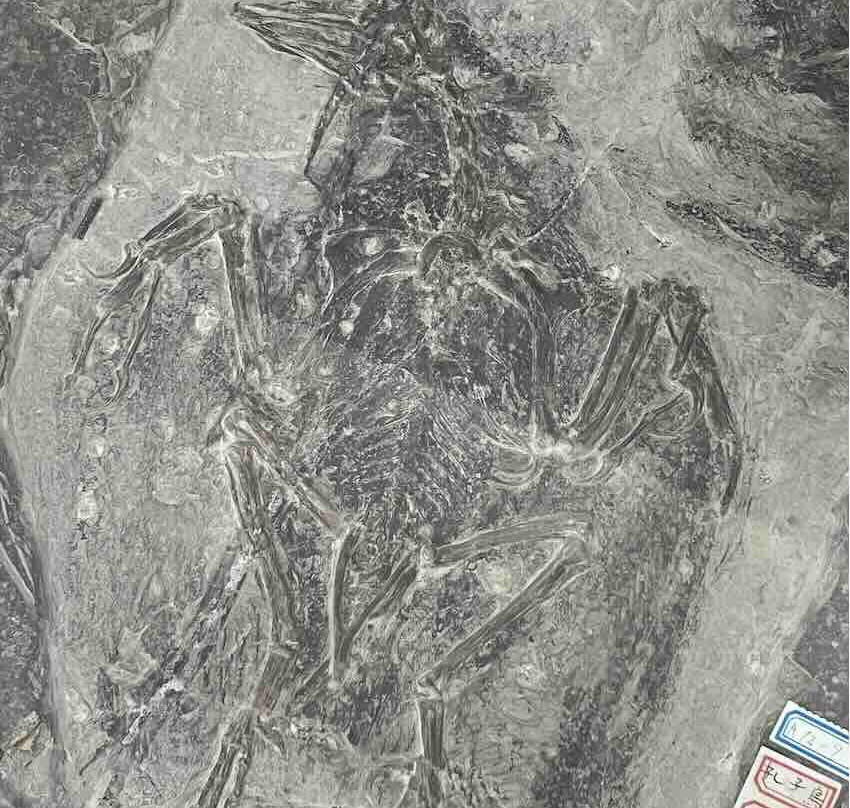 临沂天宇自然博物馆-平邑县必去景点