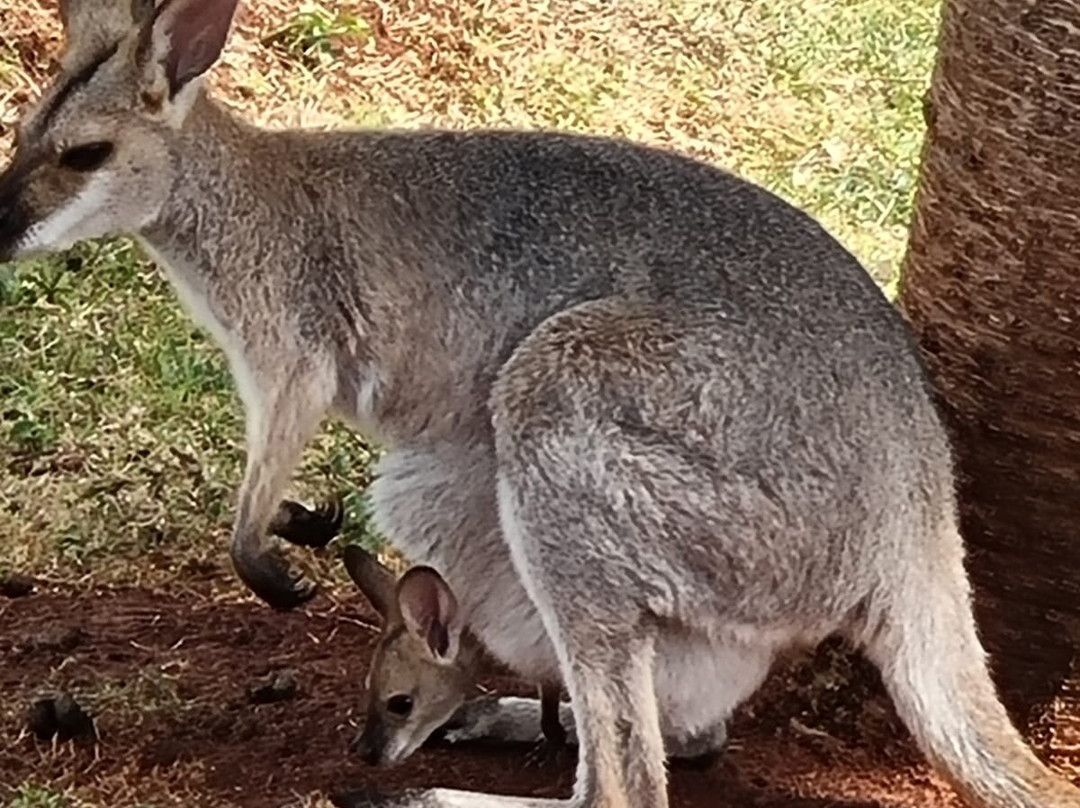 Snakes Downunder Reptile Park-Childers必去景点