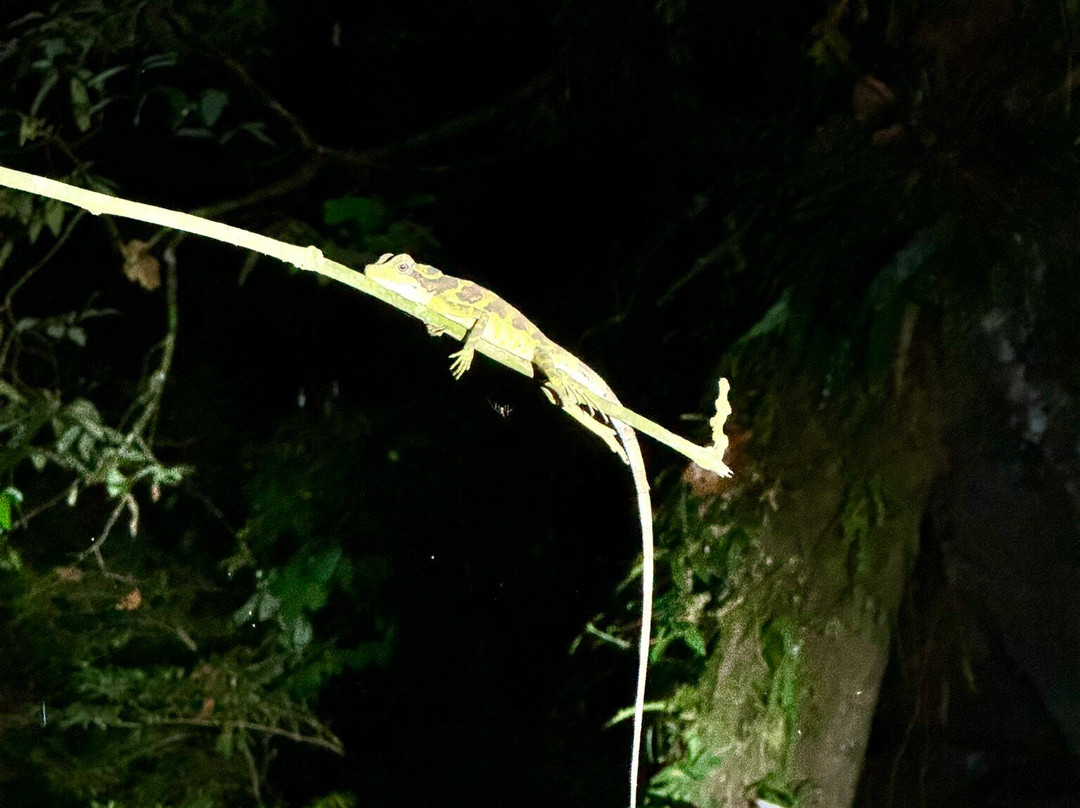 1StopBorneo Wildlife-斗湖必去景点