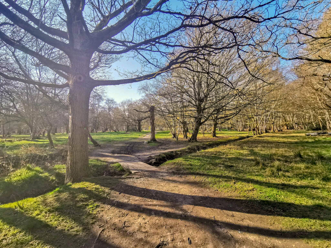 Wivenhoe Park-Wivenhoe必去景点