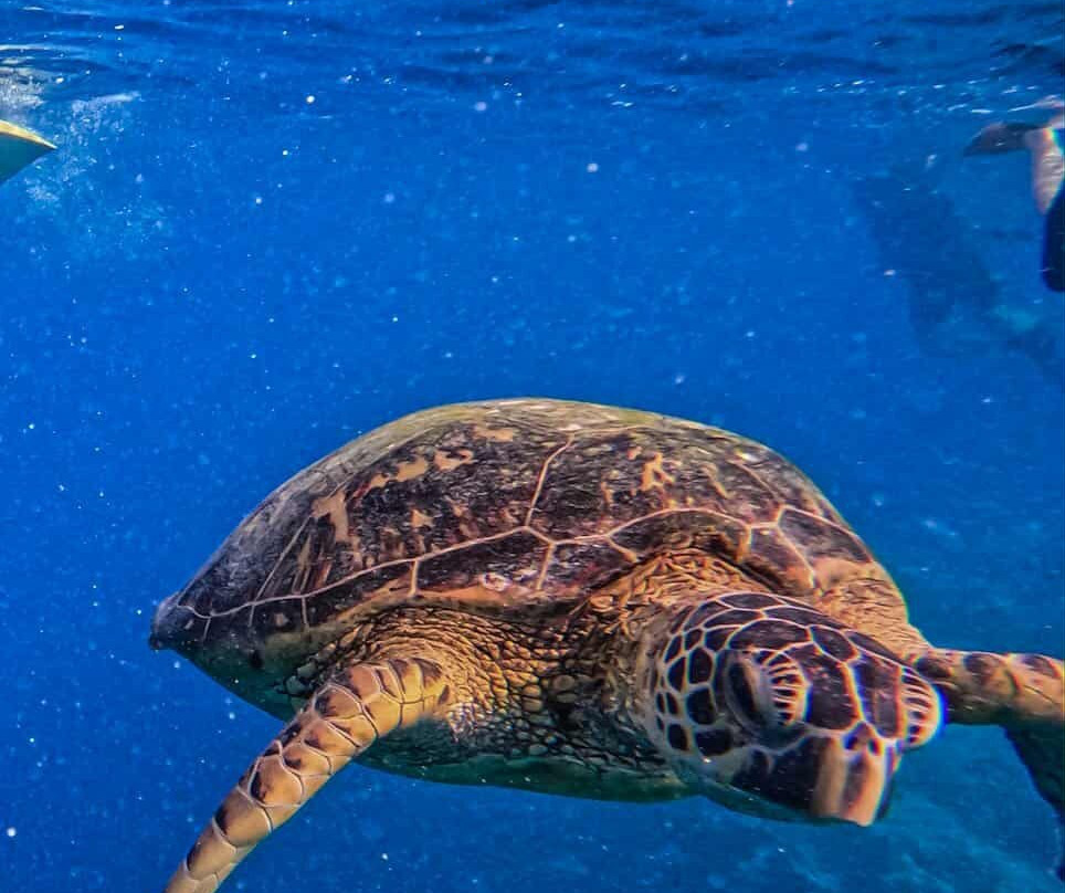 Go Local Cook Islands-堤堤卡维加必去景点
