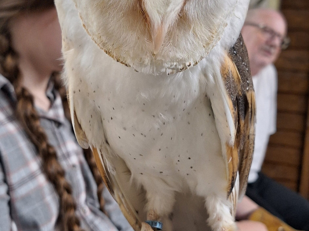 Riverside Falconry-纽卡斯尔必去景点