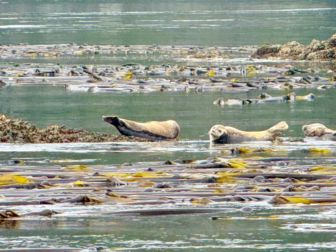 Seasmoke Whale Watching-Alert Bay必去景点
