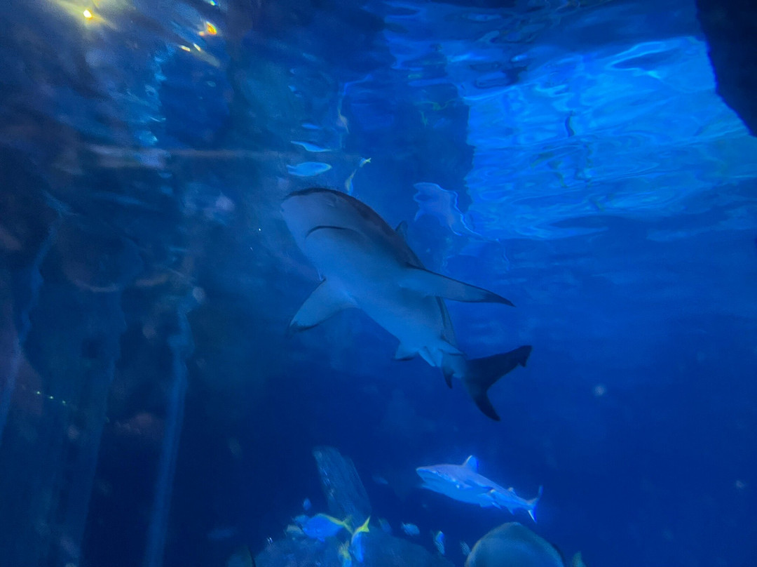 Sea Life Manchester-Trafford Park必去景点