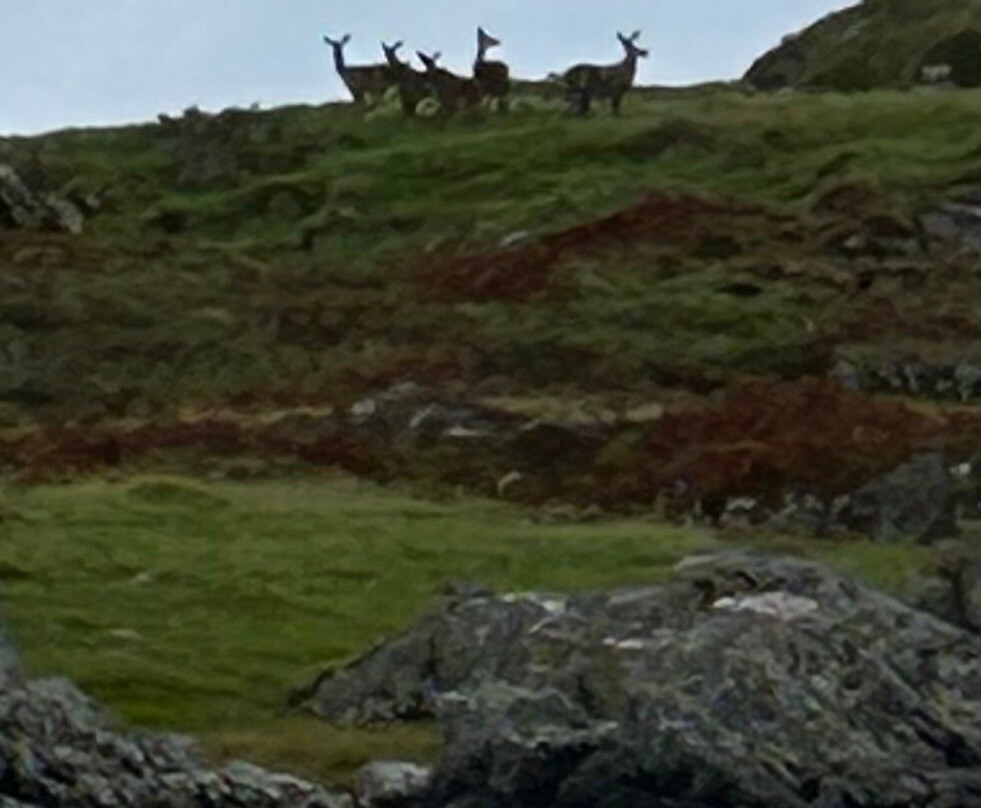 Islay Sea Adventures-Port Ellen必去景点