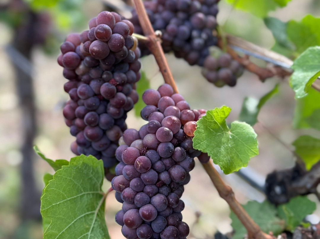 Haywire Winery-萨默兰必去景点