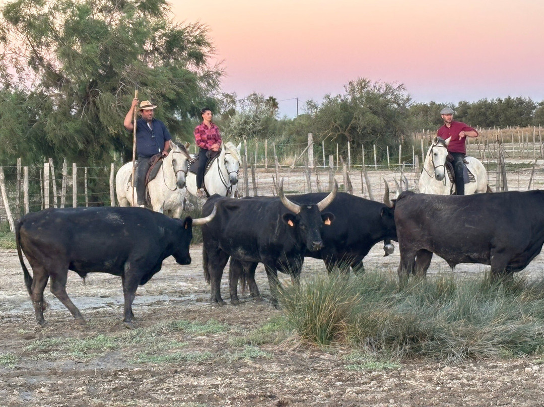 Manade Jullian-艾格莫尔特必去景点